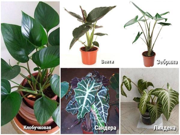 20 ароидных комнатных растений с фото, названиями, сортами