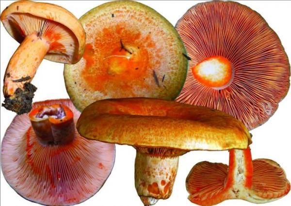Когда и где растут грибы, когда лучше собирать + 20 фото, описание