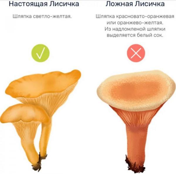Можно ли есть сырые лисички: польза и вред грибов, сколько можно есть, для разных целей